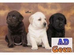 used Heavy Bone Labrador Puppies Available Fawn  Black and Rare Chocolate Color for sale 